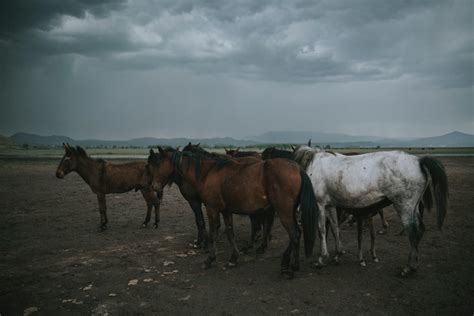 10,000+张最精彩的“Horse Soldiers Cast”图片 · 100%免费下载 · Pexels素材图片