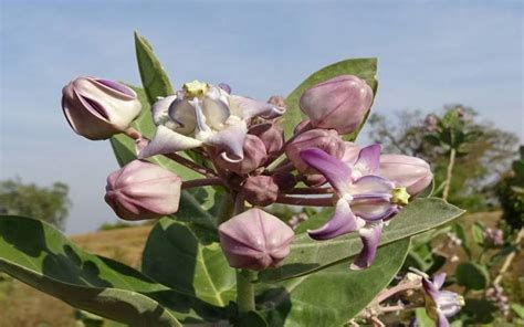 Calotropis Procera Plant, Uses, Benefits & Information