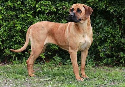 Bandog Mastiff Information: Bandogge History, Facts And Temperament