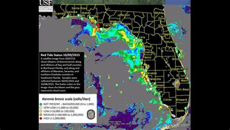 Small patch of red tide spotted along Sarasota beaches | FOX 13 Tampa Bay