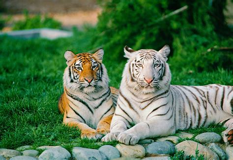 Orange and White Tigers Laying On Grass | Kimballstock