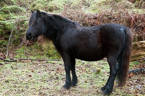 Dartmoor Pony Info, Origin, History, Pictures