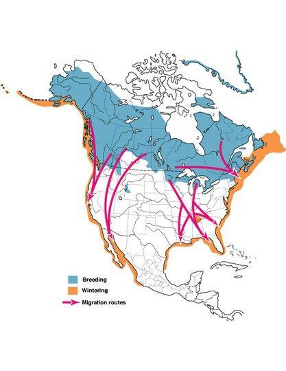 Figure 2. Common Loon migration. — Birds of North America Online | Bird species, Birds, All birds