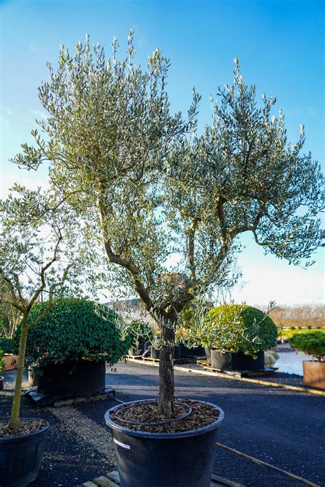 Olea europaea - Olive tree | The Plant Collector