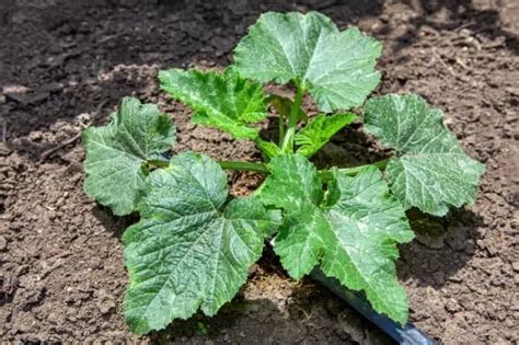 Identifying Squash Plants By Leaves - Gardening Dream