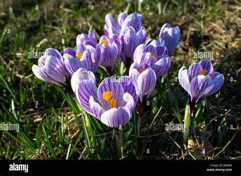 spring flowers in germany Stock Photo - Alamy