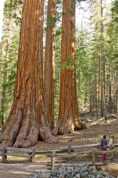 More Areas Of Yosemite Closed Due To Human Waste - myMotherLode.com