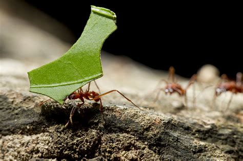 9 Facts About Leafcutter Ants