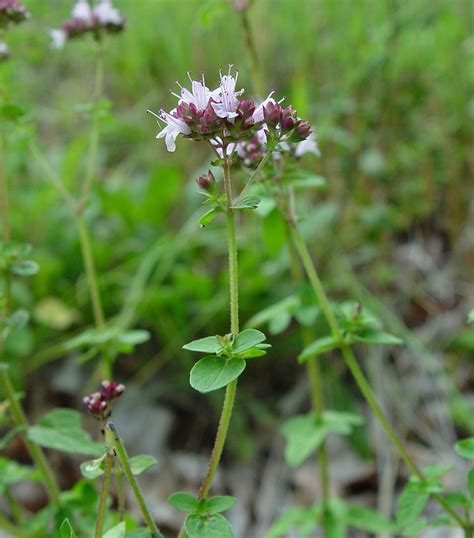 Origanum vulgare (wild marjoram): Go Botany