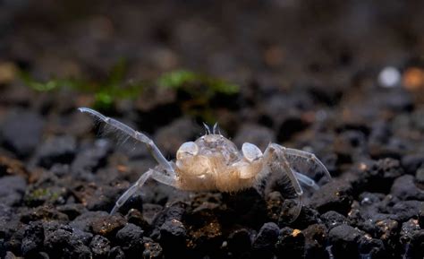 Freshwater Crabs