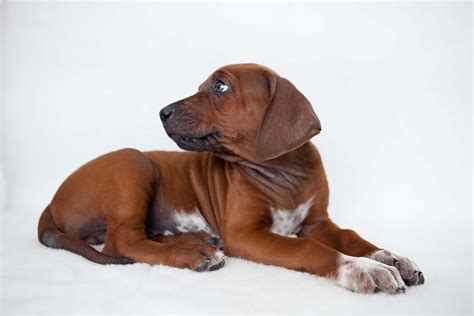 Ridgeback Puppy Available - introducing Mr Beige