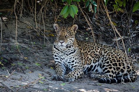 Jaguar in the Pantanal | Pantanal, Animal lover, Small wild cats