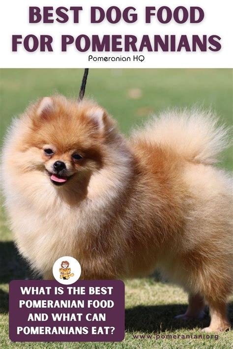 Best Dog Food for Pomeranians | Best dog food, Best dry dog food, Dog food recipes