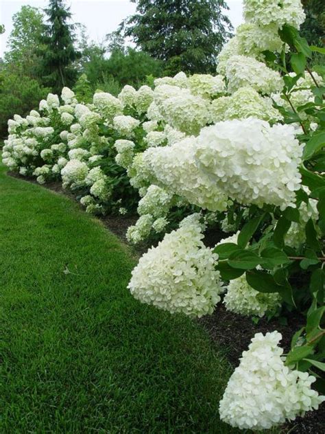 Hydrangea Limelight