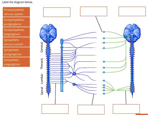 Label the diagram below Parasympathetic nervous system Parasympathetic postganglionic ...