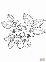 Blueberries Coloring Page sketch template