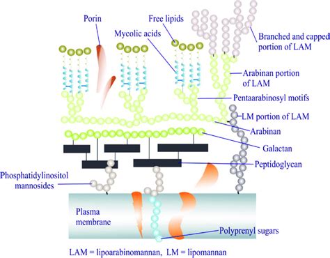 Components Of Mycobacterium Cell Wall | My XXX Hot Girl