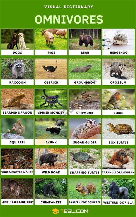 Omnivore Names and List of Omnivorous Animals in English • 7ESL