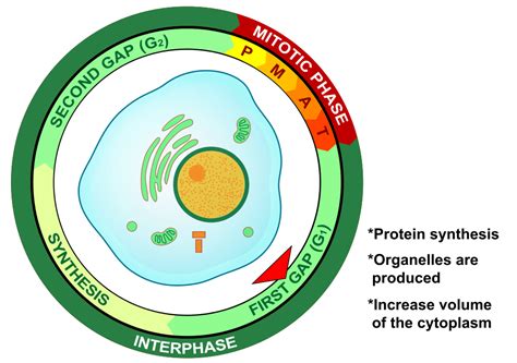 G1 Phase (Interphase) — Overview & Diagrams - Expii