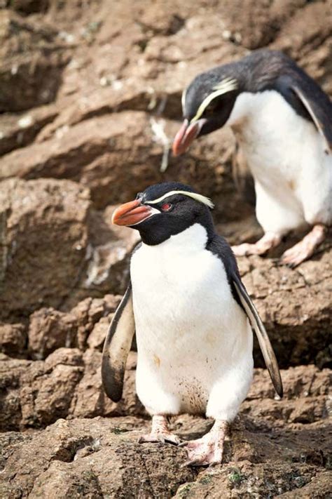 Snares penguin | Flightless Bird, Marine Species, Endemic to New Zealand | Britannica