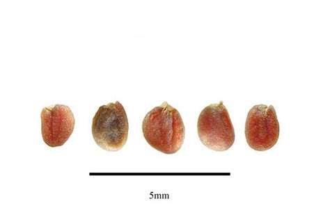 Family guide for fruits and seeds - Brassicaceae Burnett, nom. cons. (Cruciferae)