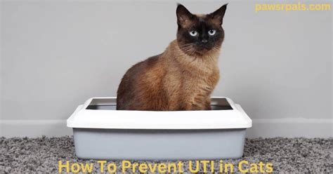 How To Prevent UTI in Cats - Paws R Pals