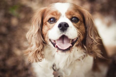 Cavalier King Charles Spaniel: Breed Characteristics & Care