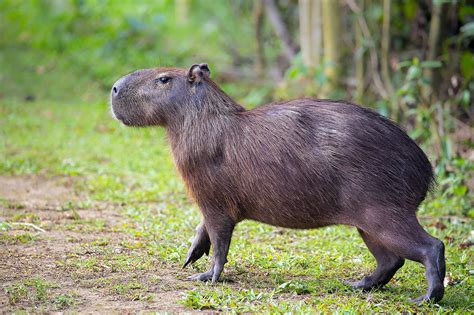 Capybara - Earth.com