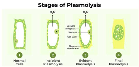 Plasmolysis - Definition, Types, Stages, Examples - GeeksforGeeks