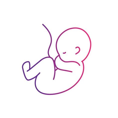 Umbilical Cord Illustrations, Royalty-Free Vector Graphics & Clip Art - iStock