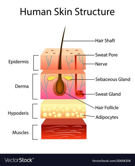 Structure Of Human Skin / integument | Skin anatomy, Skin model, Anatomy models - Although ...