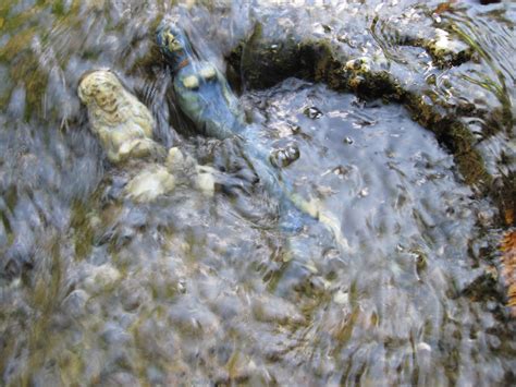 Matt Duckworth Underwater: Mermaid Sighting: In The Creek