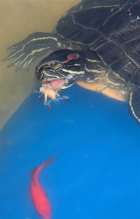 Pin by Rtubridy on Red eared slider | Turtle habitat, Red eared slider, Turtle love