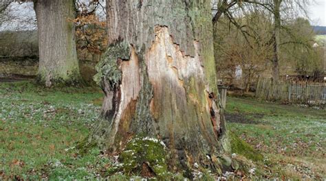 Oak Tree Bark