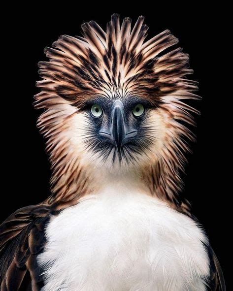 Philippine Eagle | Pet portraits photography, Philippine eagle