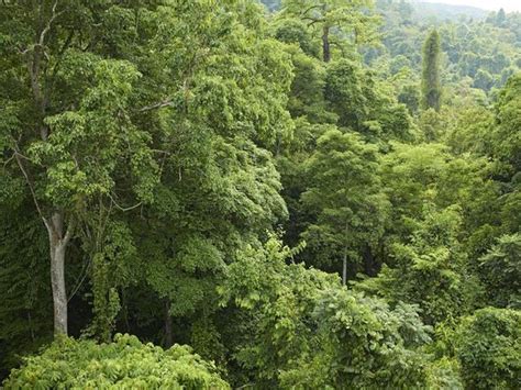 Xishuangbanna Rainforest (Jinghong, China): Top Tips Before You Go ...