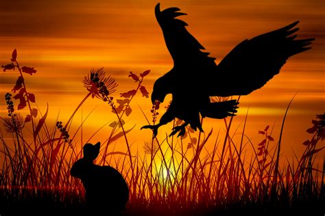 Eagle, Rabbit,hunt, Wildlife, Free Stock Photo - Public Domain Pictures