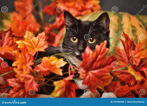 Black and White Cat of Autumn Maple Leaves Stock Photo - Image of autumn, camera: 34784950