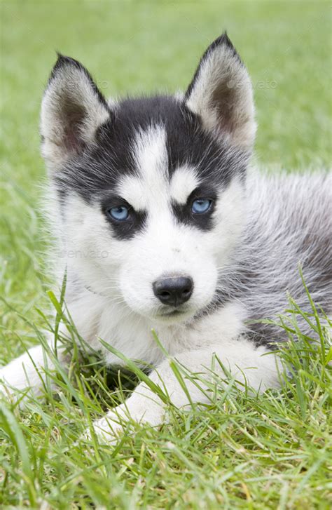 siberian husky puppy Stock Photo by perutskyy | PhotoDune