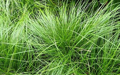 Article Tags Carex species | Piedmont Master Gardeners