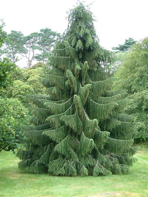 Found on Bing from www.ebay.co.uk | Conifers garden, Evergreen landscape, Evergreen garden