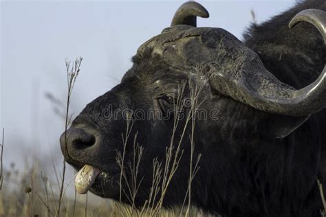 African Buffalo Bull Portrait with Big Horns Stock Image - Image of horn, bovine: 255759119