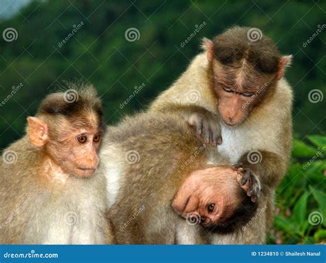 3 Monkeys Funny Images - Funny PNG