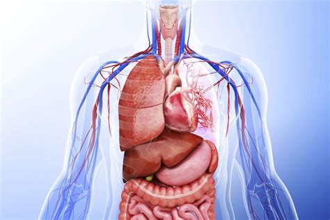 Learn About the Organ Systems in the Human Body