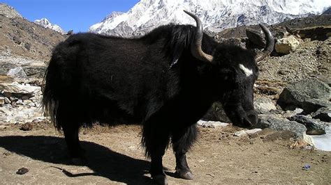 Himalayan Yak Food Animal Tag FSSAI Himalayan yak Scientific name benefits of yak milk | Zee ...