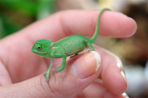 How to Care For Baby Chameleons? | MyPetCareJoy