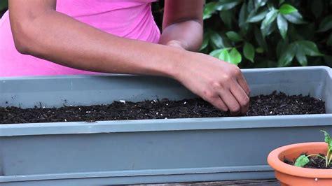 Spinach Germination : Garden Seed Starting - YouTube