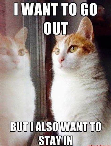 Pin by Cynthia Babcock on Cats so funny | Funny grumpy cat memes, Funny cat memes, Cat memes clean