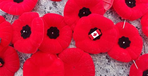 Five facts about the Remembrance Day poppy on its 100th anniversary | News