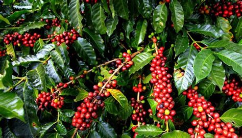 Coffee farmers risk losing in wrangle - FarmKenya Initiative